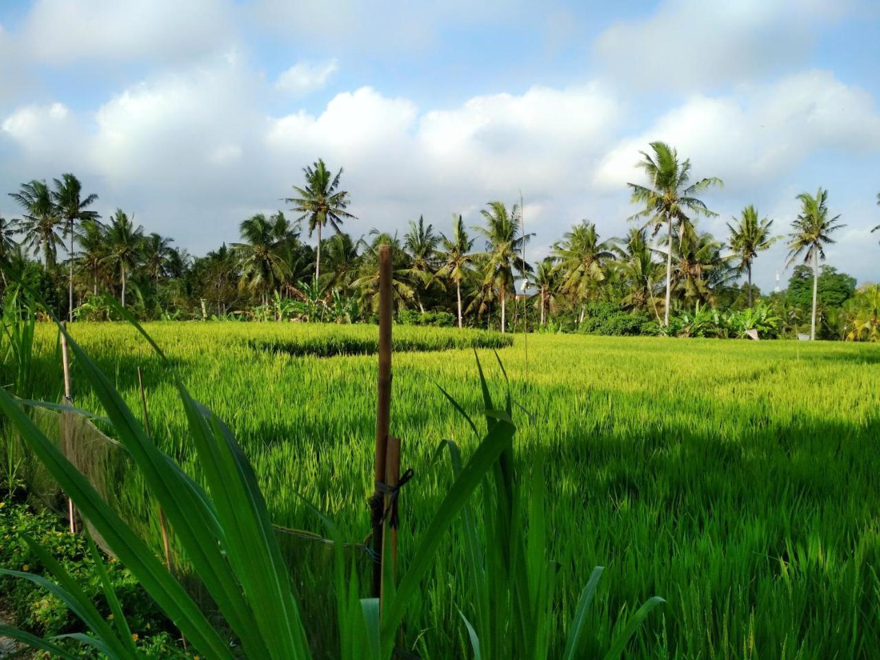 Uma Loka Villa By Shm Ubud Zewnętrze zdjęcie